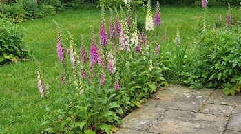 Vista horizontal de dedaleras rosadas, moradas y blancas floreciendo en un jardín verde. Al fondo hay césped y un sendero de piedra a la derecha.