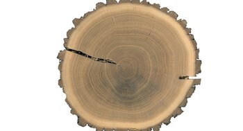 15/03/2021 Anillos en tronco de