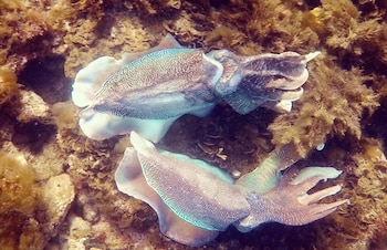 Ejemplares de sepia gigante australiana