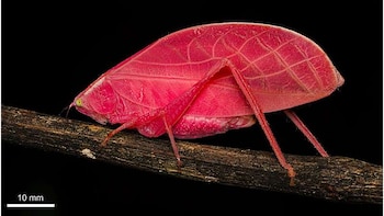 Un insecto tropical asombra a