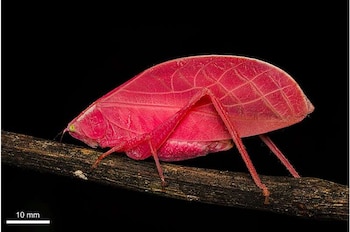 Un insecto hoja de color