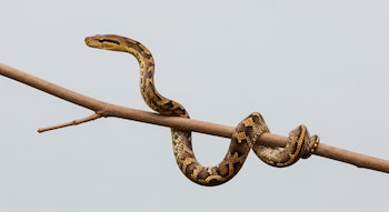 Un estudio internacional revela cómo