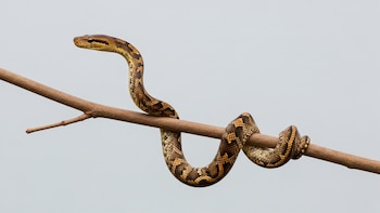 De la naturaleza a la