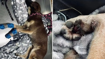 El video de un perro atado a una moto que generó indignación - crédito @ColombiaOscura/X