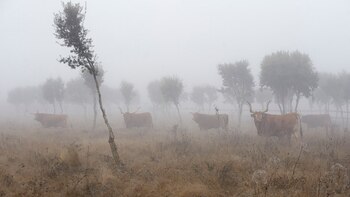 Bueyes criados en libertad en