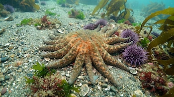 Gran estrella de mar de múltiples brazos anaranjada y marrón sobre un lecho marino de guijarros y conchas, rodeada de erizos de mar morados y vegetación marina.