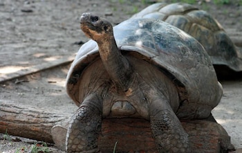 La tortuga anciana del Zoológico