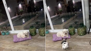 El contraste entre un perro