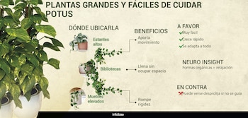 INFOGRAFIAS PLANTAS LIVING DECO