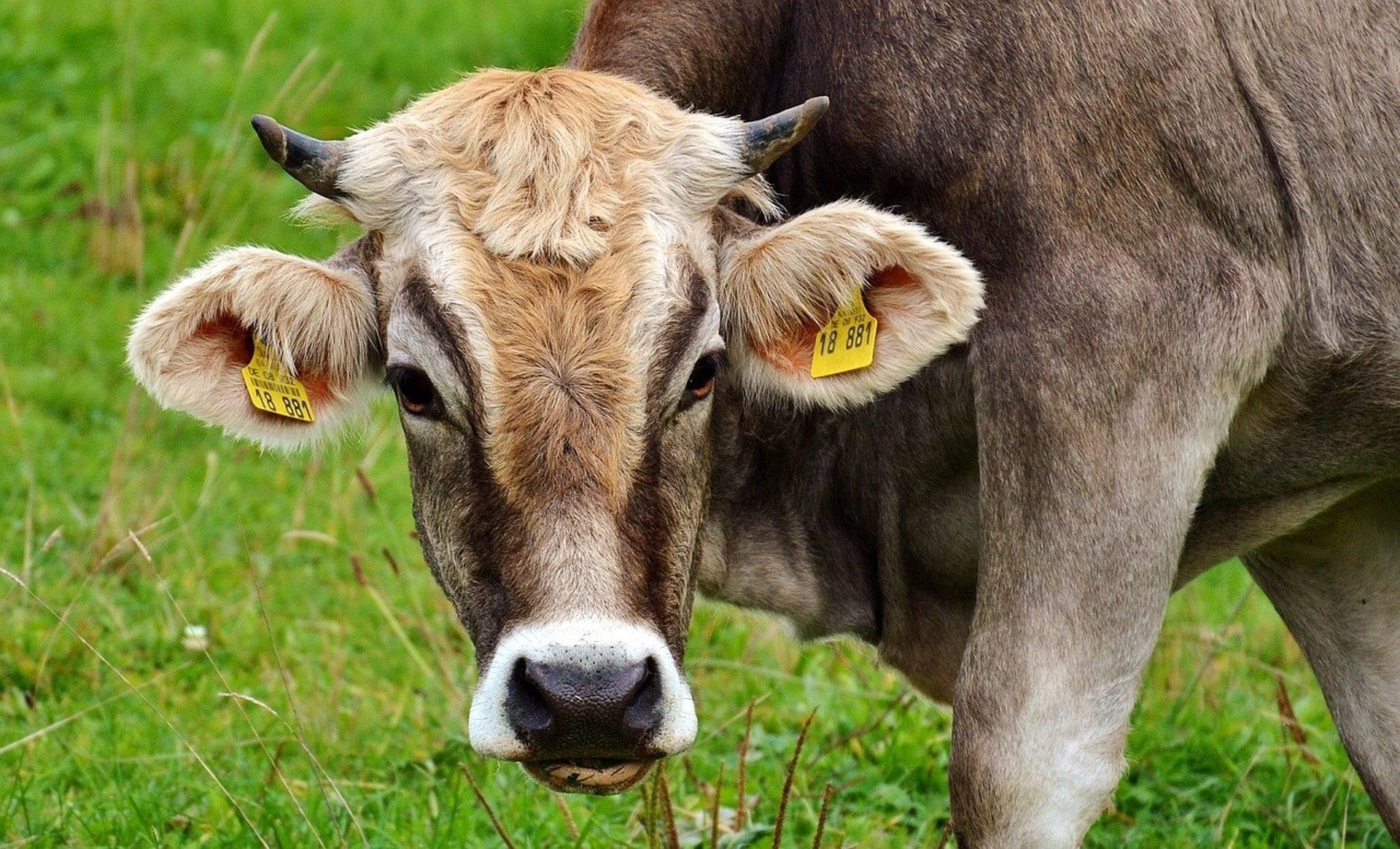 Según Unión de Uniones, toda la cuota de vacuno de carne del acuerdo UE-Mercosur podría llegar a suponer un 14,4% del consumo aparente de carne de vacuno anual de España. (Europa Press/Unión de Uniones)