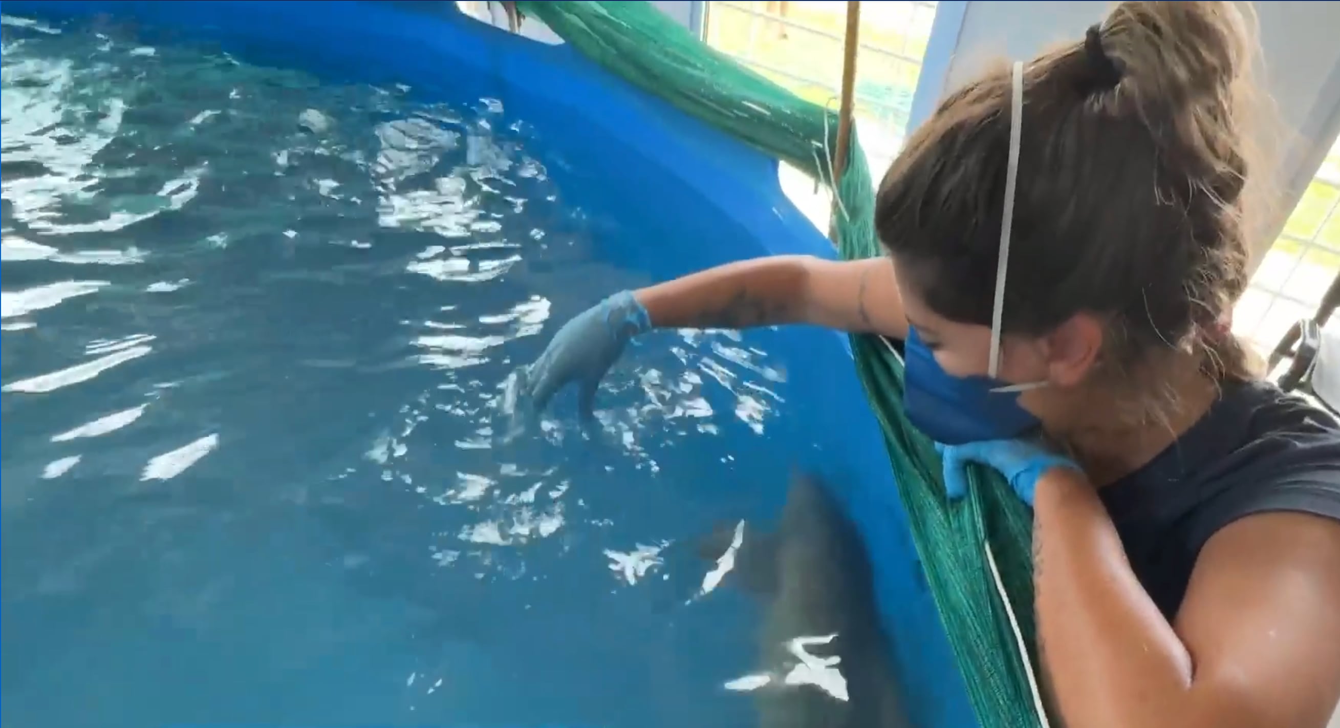 Un delfín que llegó desorientado es cuidado en Rocha, Uruguay (Captura Telenoche/Canal 4)