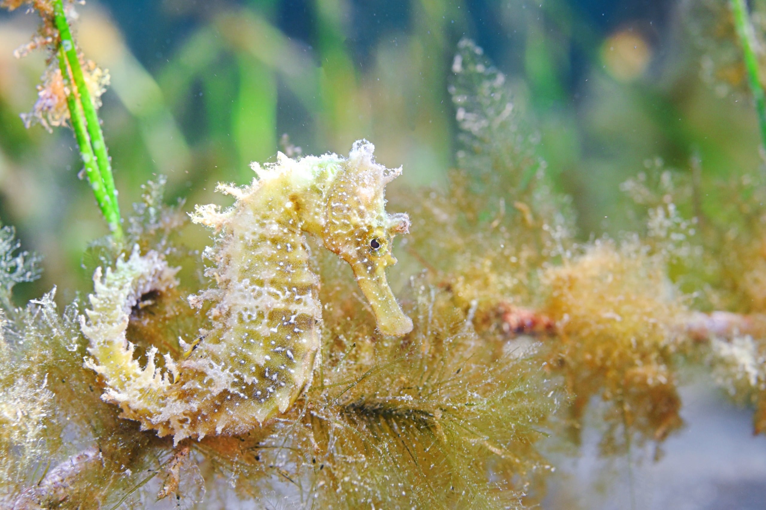 Ejemplar de caballito de mar localizado en el Mar Menor. (CARM/Europa Press)