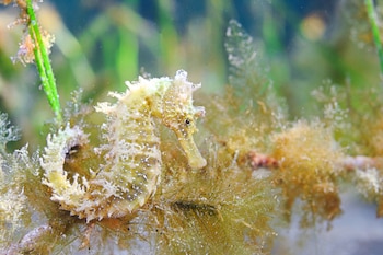 Ejemplar de caballito de mar localizado en el Mar Menor. (CARM/Europa Press)