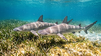 Dos tiburones pala nadan sobre un lecho de vegetación marina en agua clara con reflejos de luz solar.