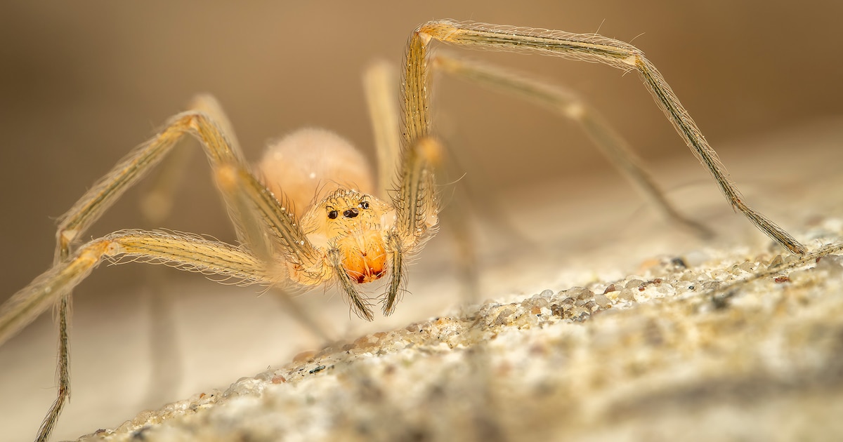 Descifrada estructura molecular de toxina de araña sicáride de Sudamérica