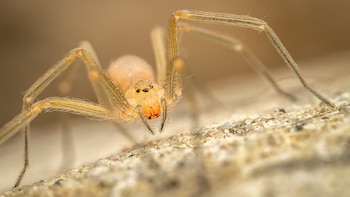 Revelaron cómo el veneno de la araña de seis ojos destruye células humanas
