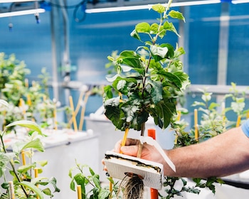 Una mano sostiene una planta joven con hojas verdes vibrantes y raíces visibles, suspendida en un dispositivo de cultivo dentro de un invernadero