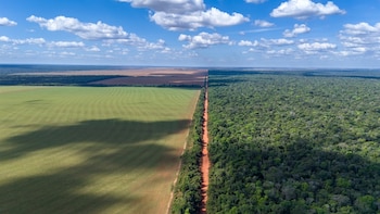 Durante 2025, el 36,2 % de todas las exportaciones brasileñas de soja salieron por puertos del Arco Norte, superando incluso a algunos de los corredores históricamente más importantes del país (Foto: Shutterstock)