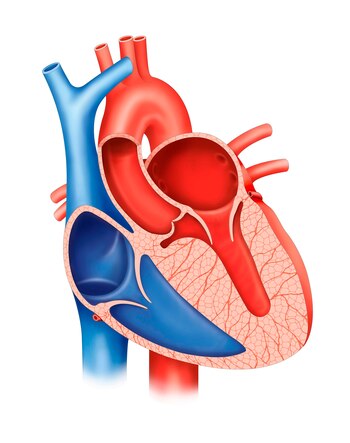 En la miocardiopatía hipertrófica, la