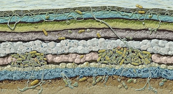 Estas formaciones microbianas transforman minerales