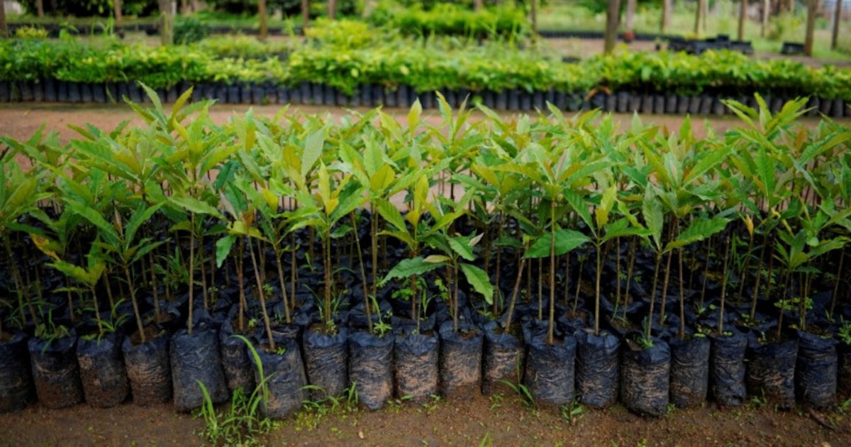 Gobierno argentino deroga registro obligatorio de viveros para reducir burocracia y costos