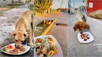 Perritos alimentados con comida de restaurante (TikTok/bezato)