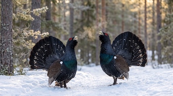 Dos urogallos machos con plumaje oscuro y colas desplegadas sobre la nieve entre árboles de pino.