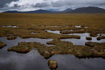The Flow Country, Reino Unido