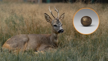 Los corzos y los rebecos