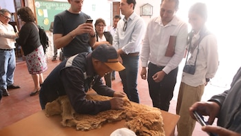 Arequipa vende fibra de vicuña por más de S/ 2.3 millones y abre una nueva vía para las asociaciones de Castilla