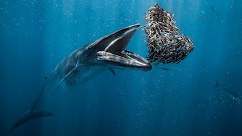 Caballero se convirtió en el