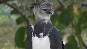 Darién concentra la mayor población del águila harpía de Panamá y la región