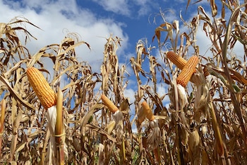 Brasil apunta a una gran