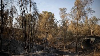 MITECO despliega 22 medios aéreos y 7 brigadas para la extinción de los incendios de Huelva, Huesca y Guadalajara