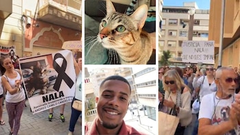 Aberrante caso de maltrato animal en España: juzgado ordenó deportación de colombiano que mató a golpes al gato de su expareja