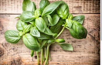 Esta hierba ha sido tradicionalmente