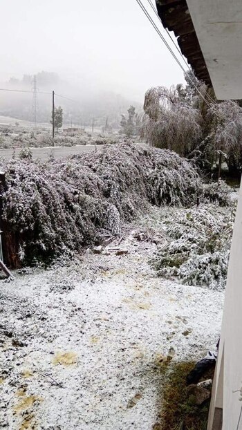 Plantas y sembríos resultan afectados por la caída de nieve en el Cusco