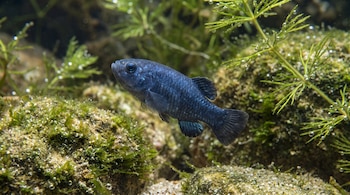 Un pez Cyprinodon diabolis oscuro con aletas iridiscentes nada en el agua entre plantas verdes, rocas cubiertas de algas y burbujas de oxígeno.