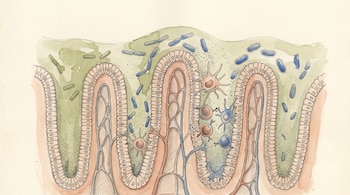 Dibujo científico en acuarela y tinta que presenta vellosidades intestinales, bacterias en la capa mucosa, vasos y células ramificadas.