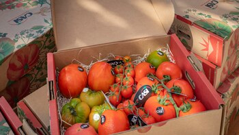 Salinidad, calor y cultura tomatera en Almería: “Los tomates han perdido sabor porque el supermercado busca piezas que aguanten en el lineal”