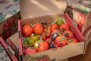 Tomates de la cooperativa CASI, en Almería (Cedida)