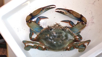 Científicos alertan sobre el consumo del cangrejo azul: detectan microplásticos en esta especie invasora del Mar Menor
