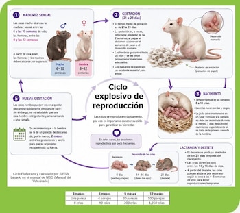 Infografía que detalla el ciclo de reproducción de las ratas, con ilustraciones de ratas macho, hembra, gestantes, crías en nido y tabla de crecimiento poblacional