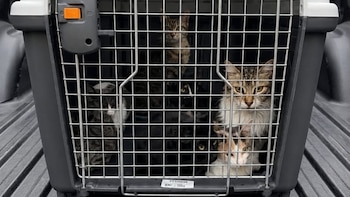 Rescataron a más de 50 gatos en brutales condiciones de hacinamiento y desnutridos en Chubut: dos estaban muertos