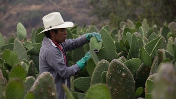 La temporada de más alta