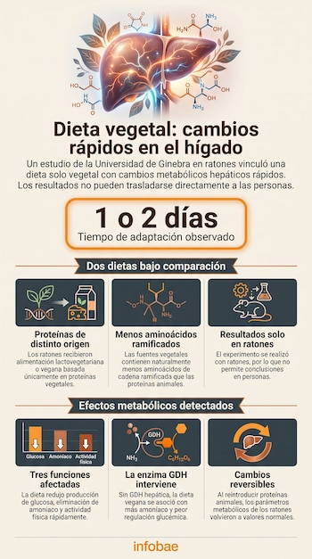 Infografía con la ilustración de un hígado, diagramas químicos, íconos de alimentos, gráficos y texto sobre un estudio en ratones.