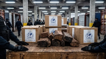 Cajas de cartón etiquetadas con el logotipo de Interpol y trozos de madera sobre una mesa en un almacén con agentes.