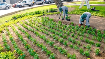 Dos trabajadores con uniforme verde siembran plantas en filas sobre un terreno de tierra junto a un césped y automóviles estacionados
