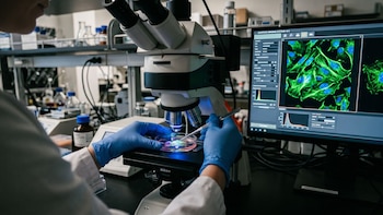 Persona con guantes azules y bata manipula placa de Petri bajo microscopio. Pantalla de ordenador muestra imágenes de células. Material de laboratorio