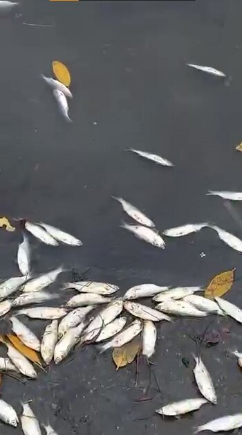 Las versiones que informaban que